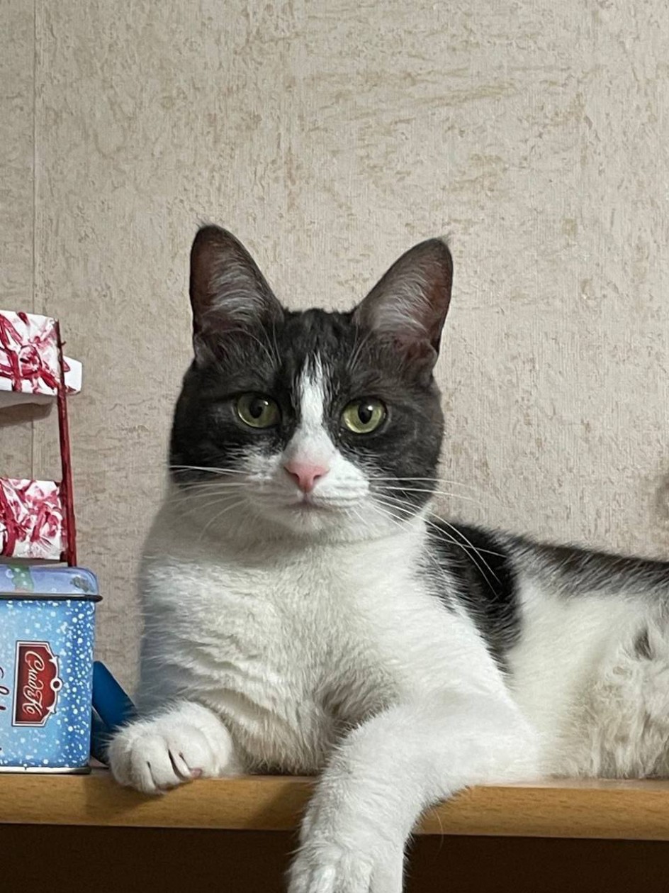 Кошка Василиса