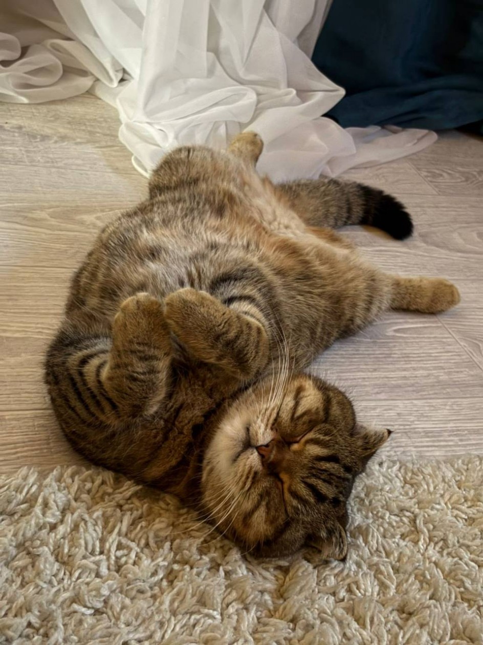 Пушистая радость