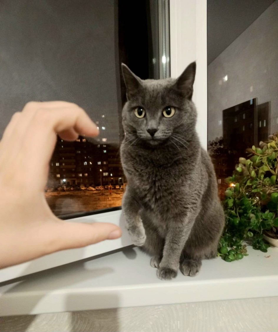 Любимый кот