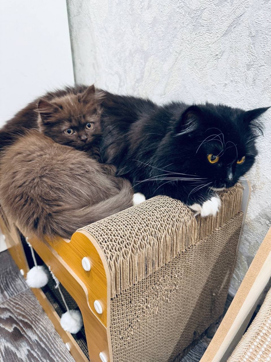 Наши любимицы, наши кошки