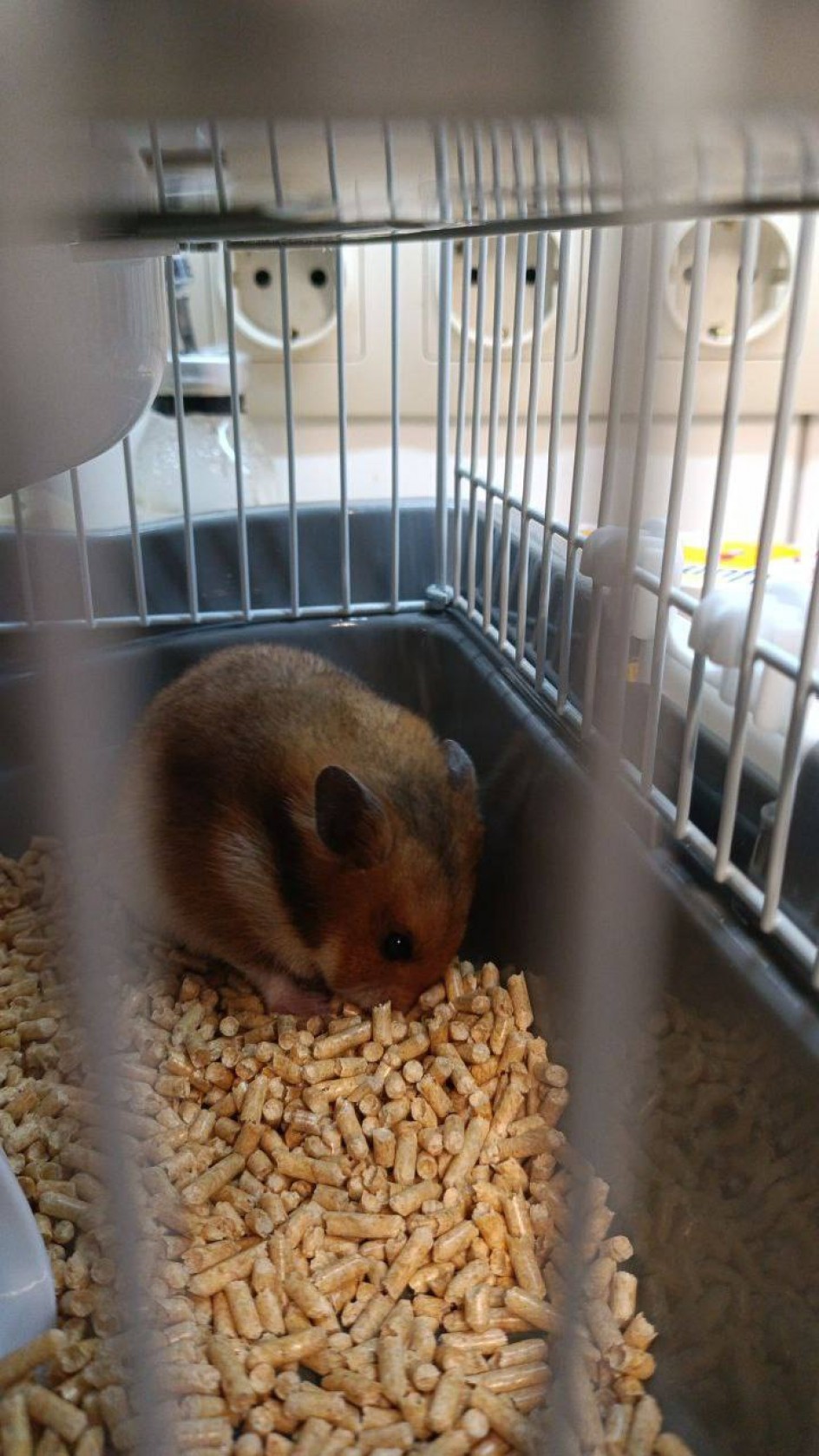 Мой питомец-хомячок