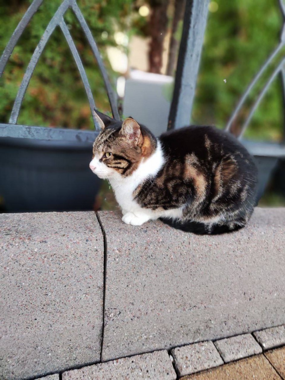 Кошки наши друзья.