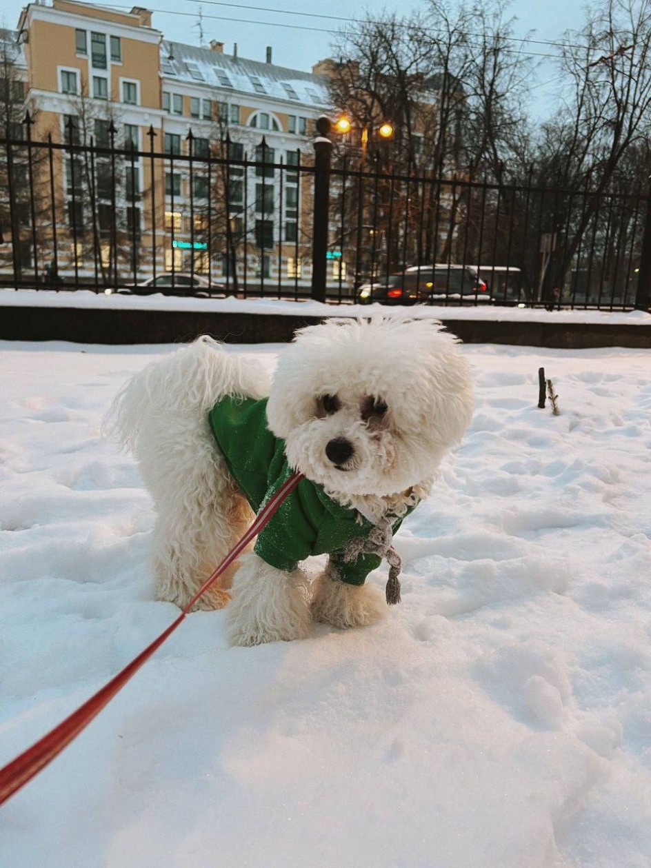 Любите животных