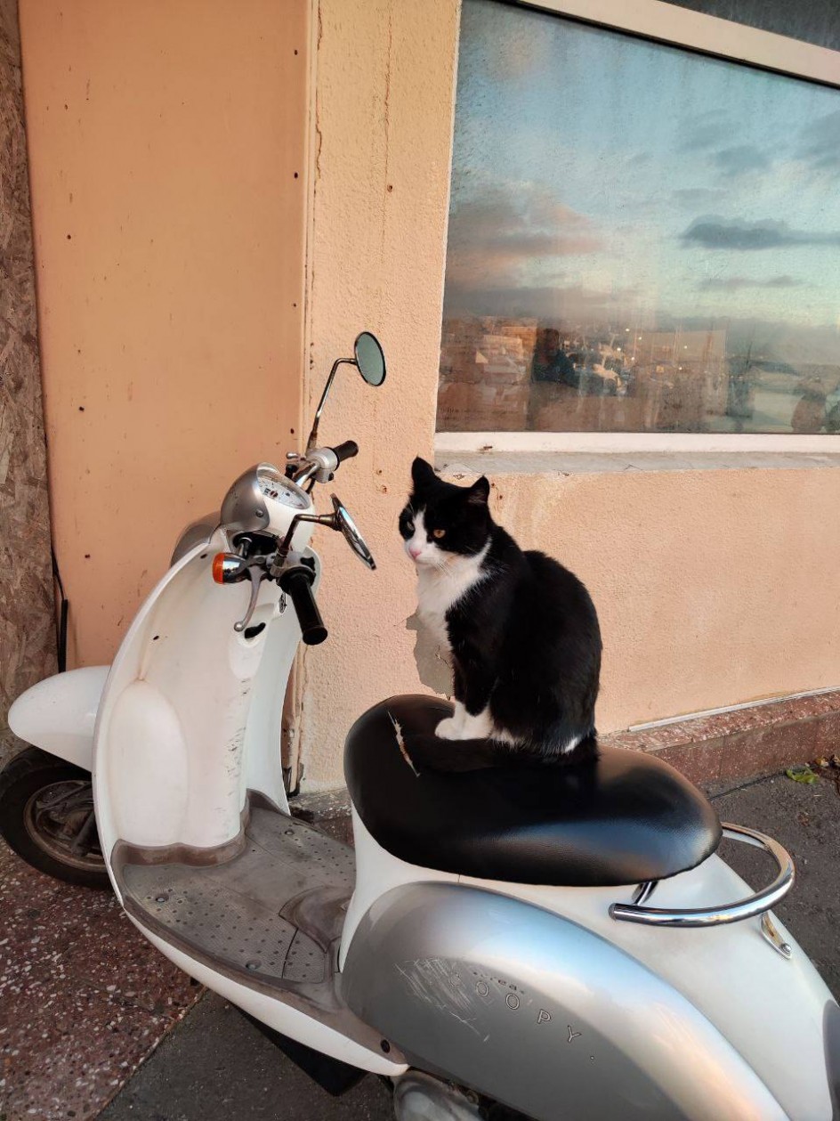 Мои любимцы-кошки