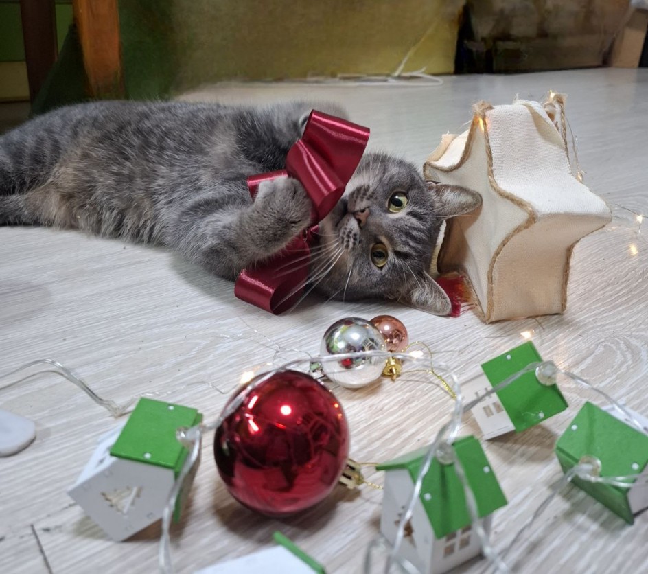 Новогоднее чудо прямо у нас дома