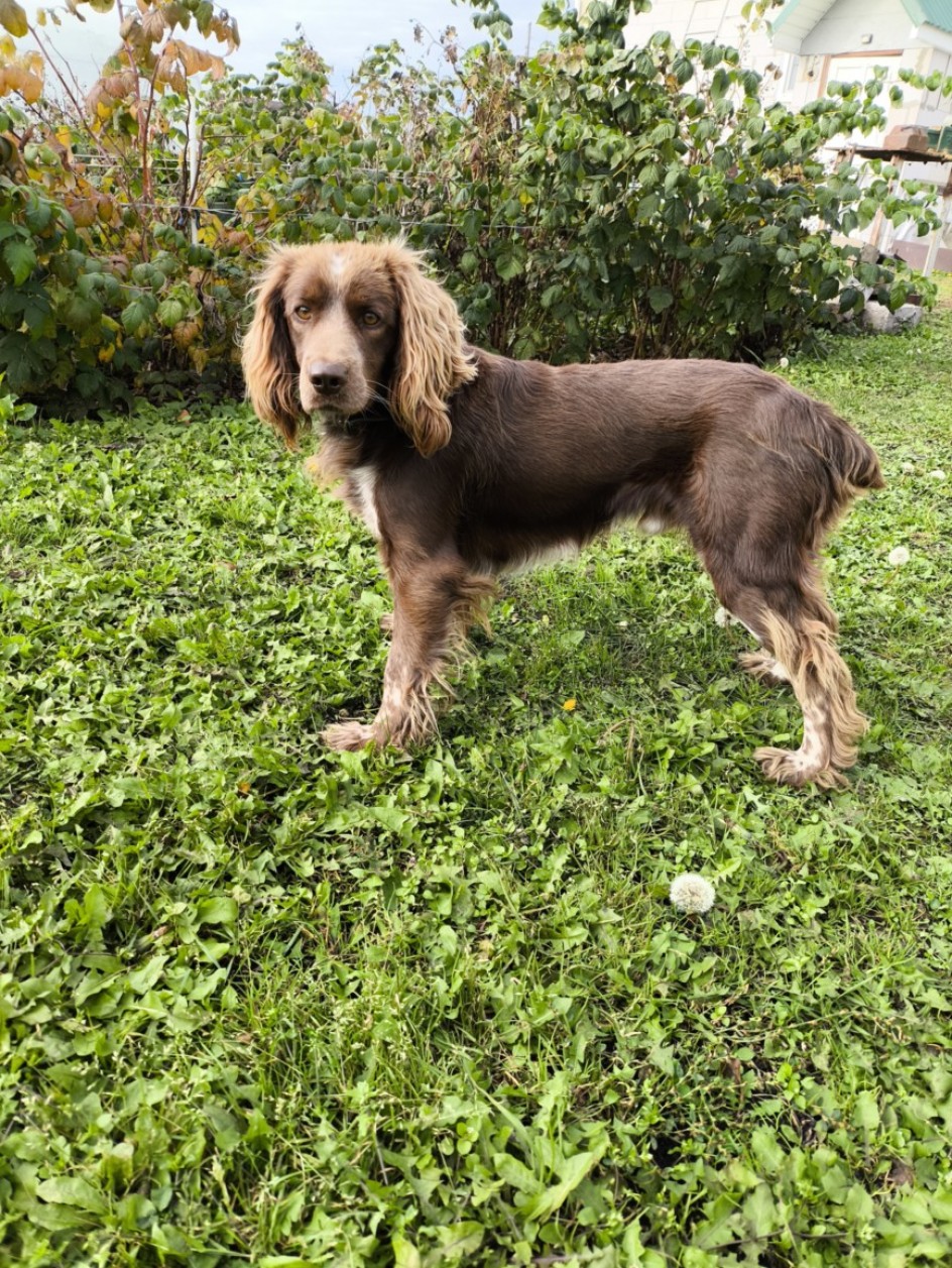 Мой любимец