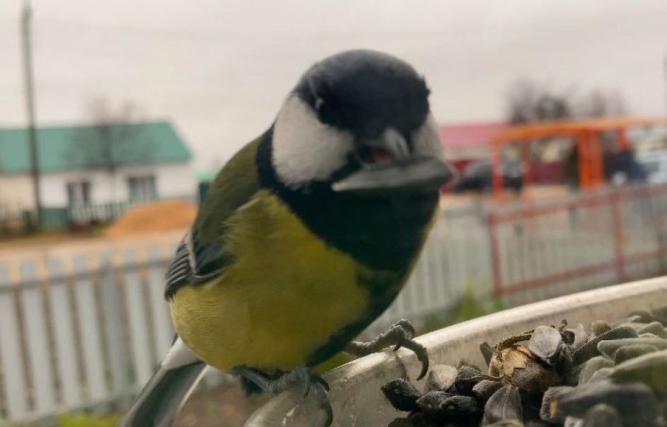 Синичкина столовая