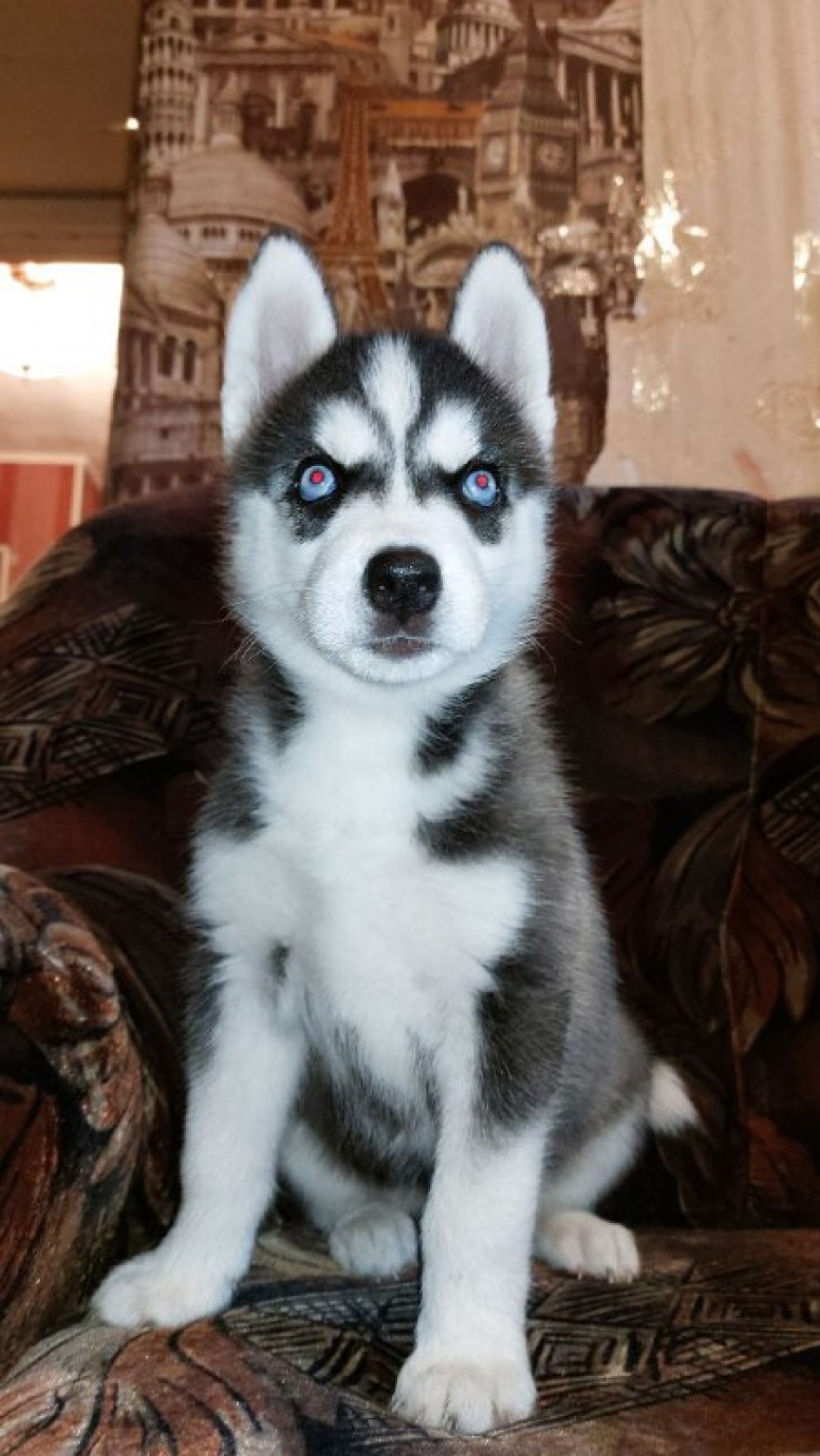 Собачка Гуччи