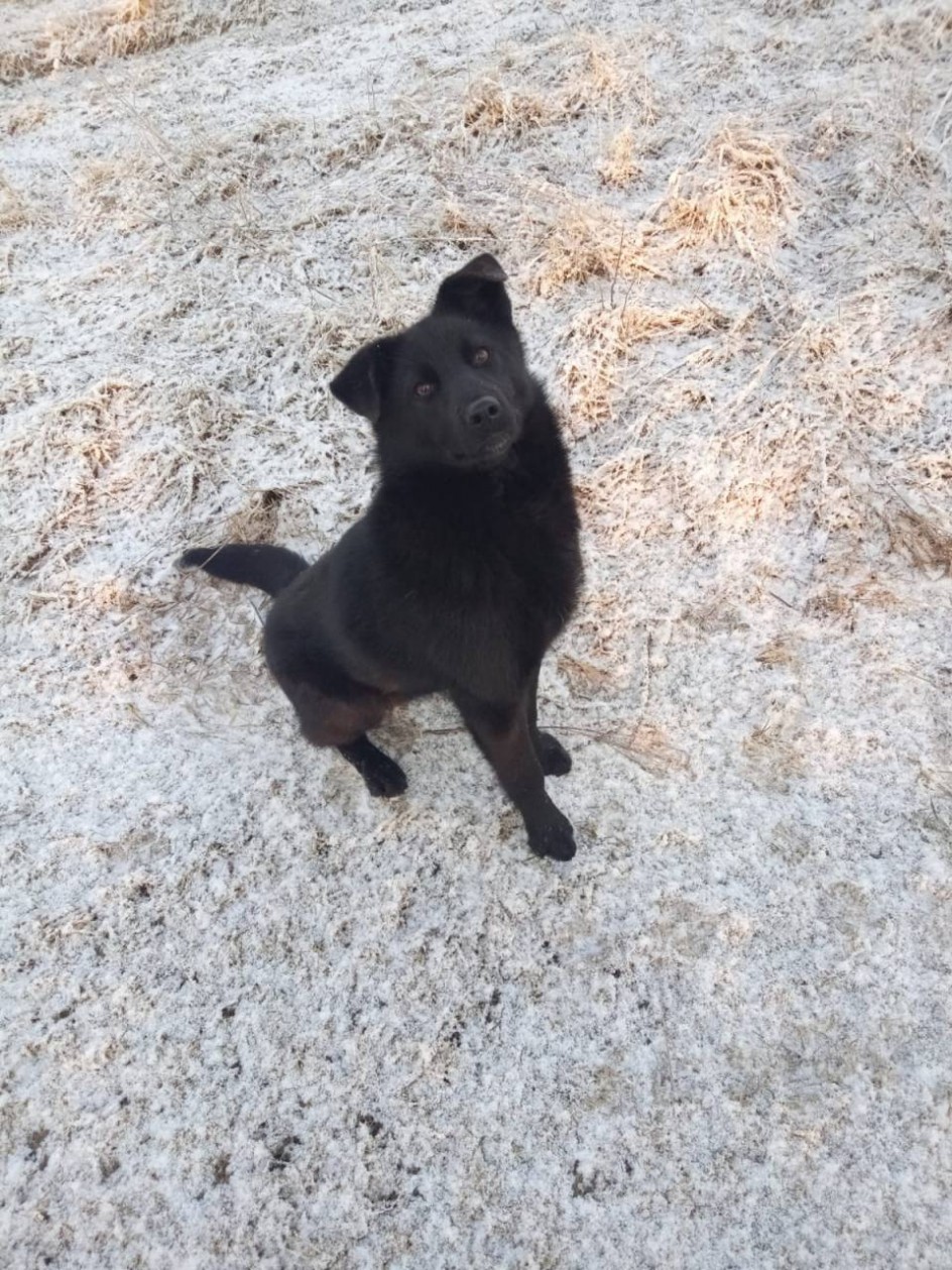 Мой Дружок.