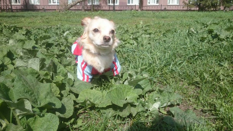 Мой маленький друг