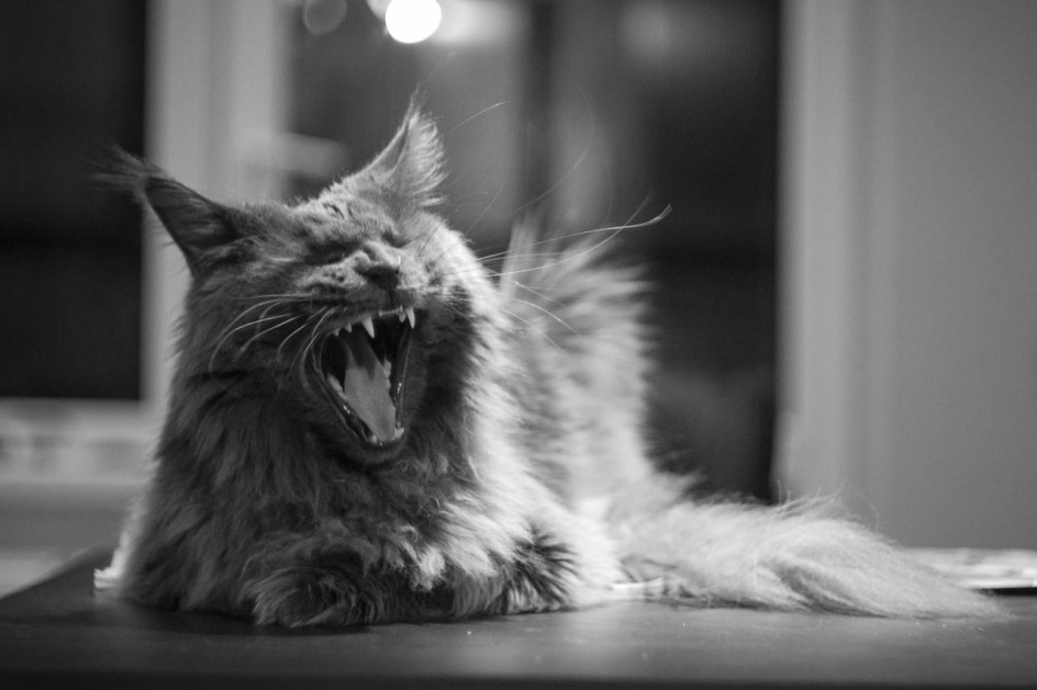 Кот вечерний