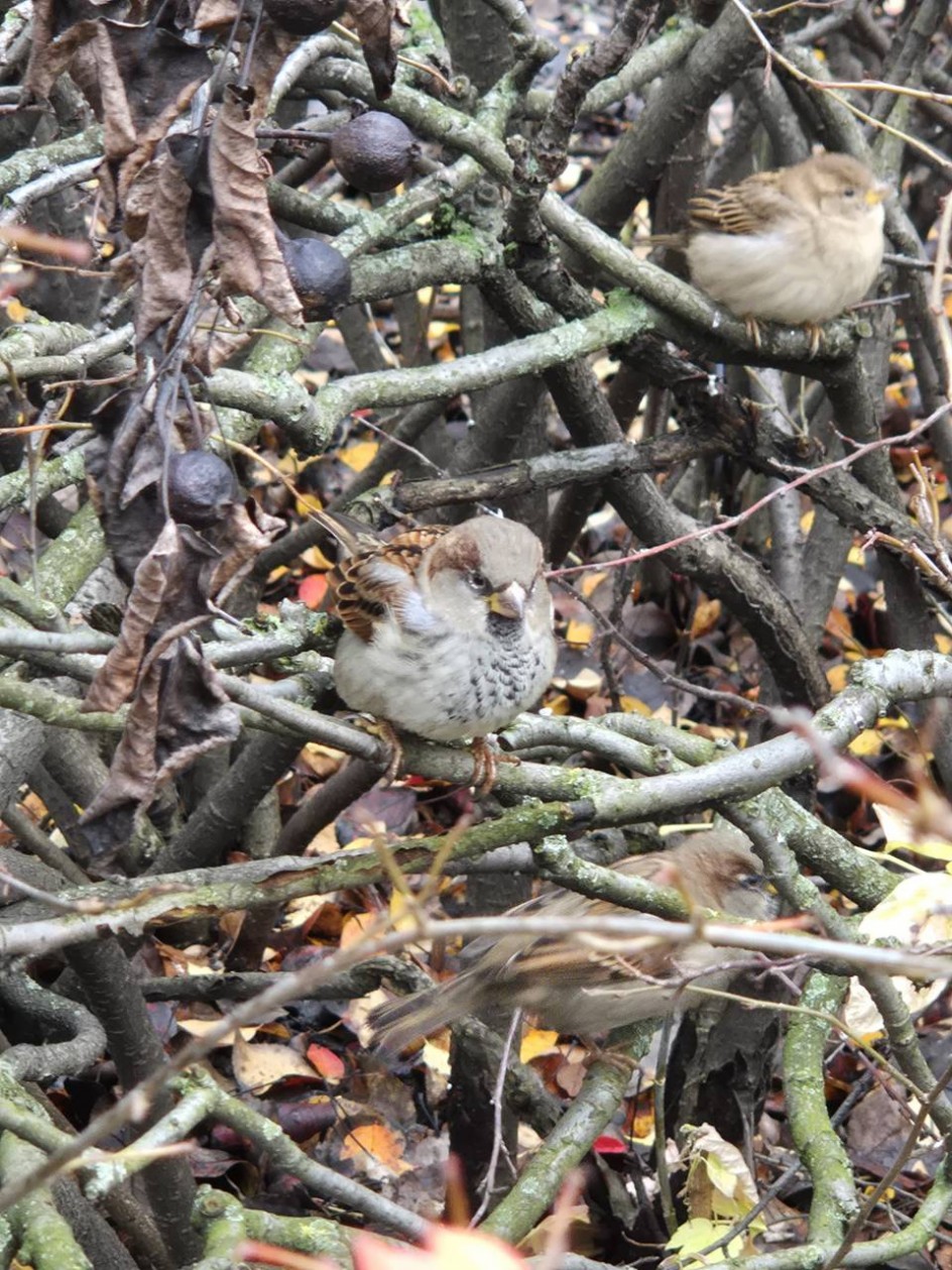 Осенняя встреча