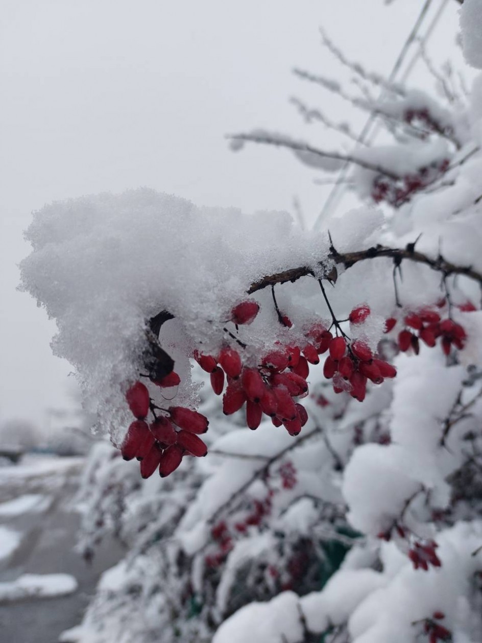 Барбарис под первым снегом
