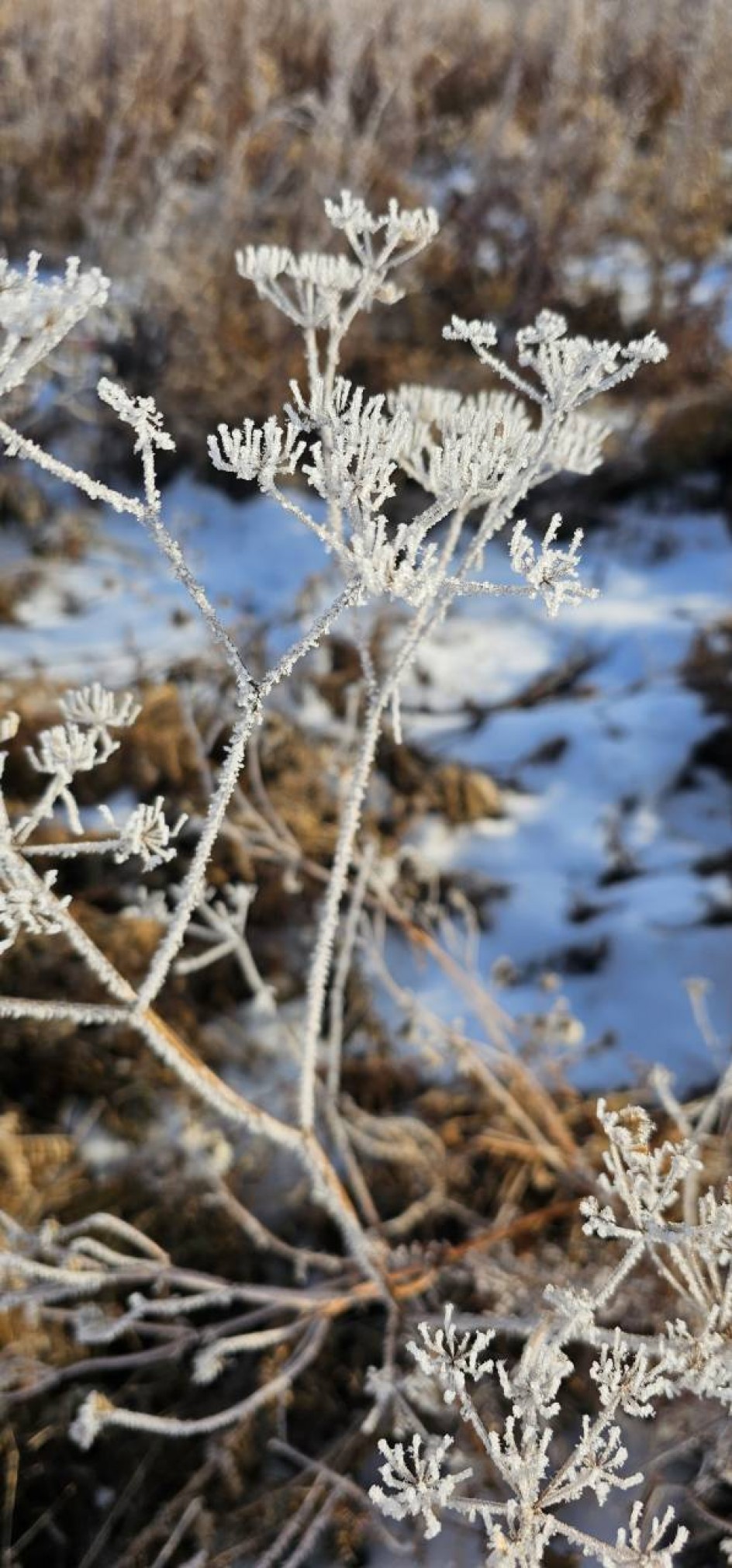 Зимняя сказка