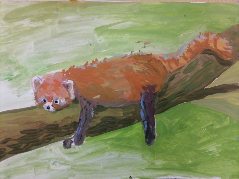 Красная панда