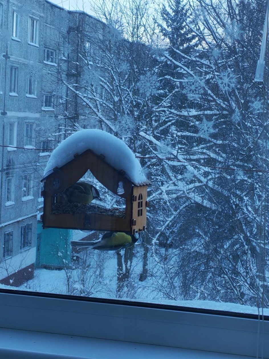 Зимние гости у кормушки