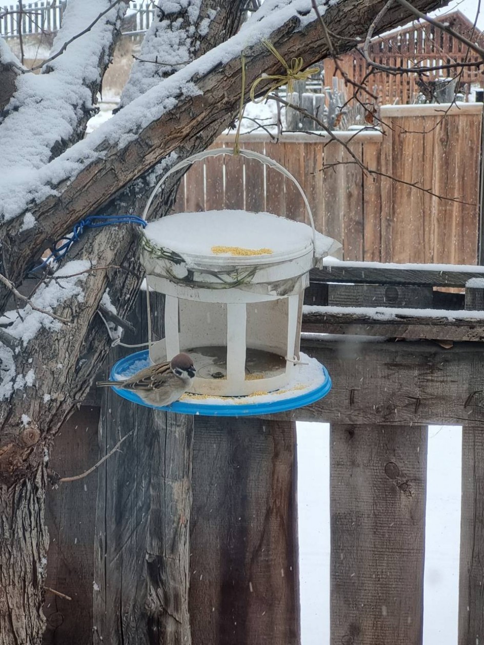 Забота о зимующих птицах
