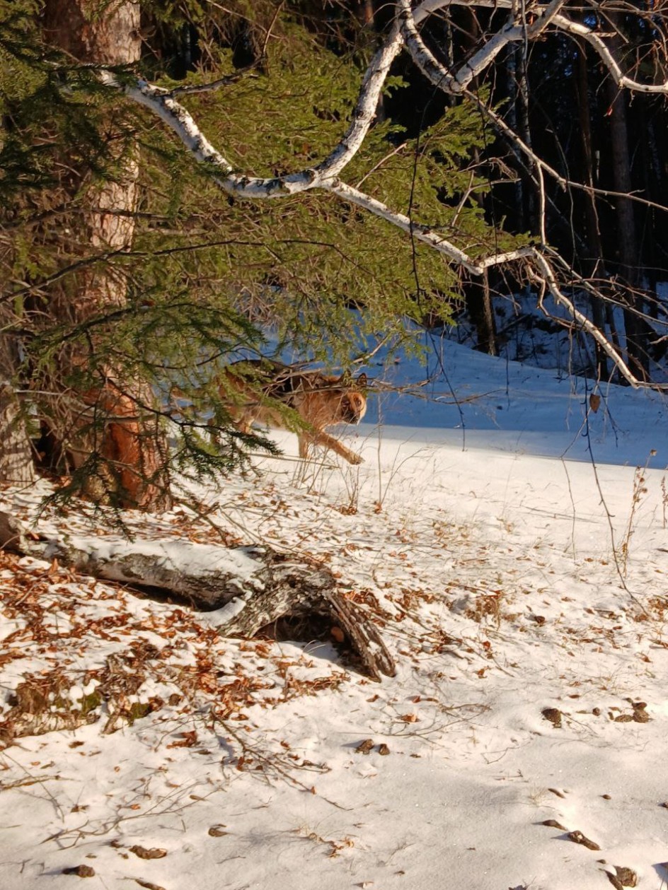 Зимний пейзаж с верным другом