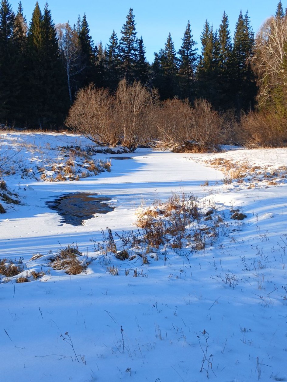 Закатный миг в заснеженном лесу