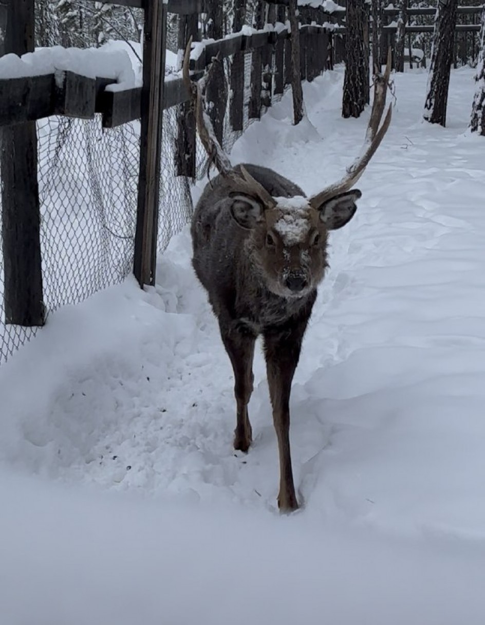 Северный олень