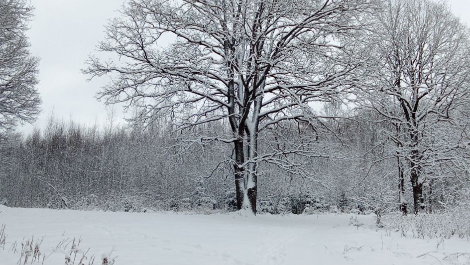 "Зимняя сказка"