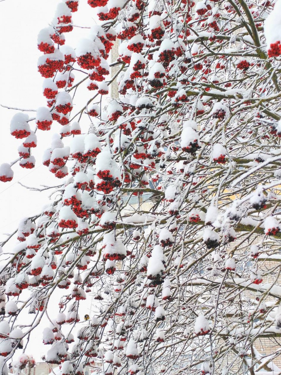 Зимняя песнь рябины