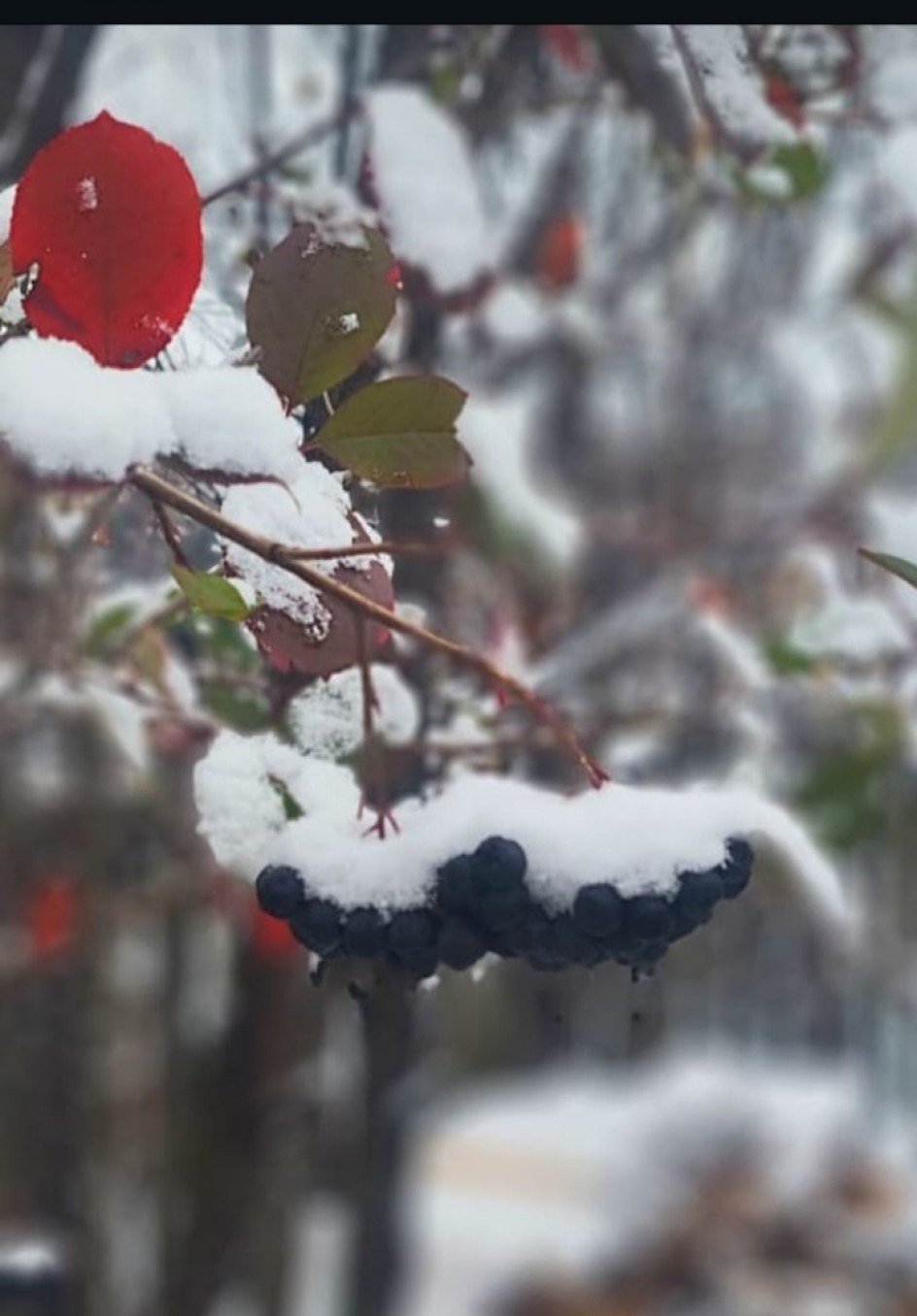 Зима в объективе