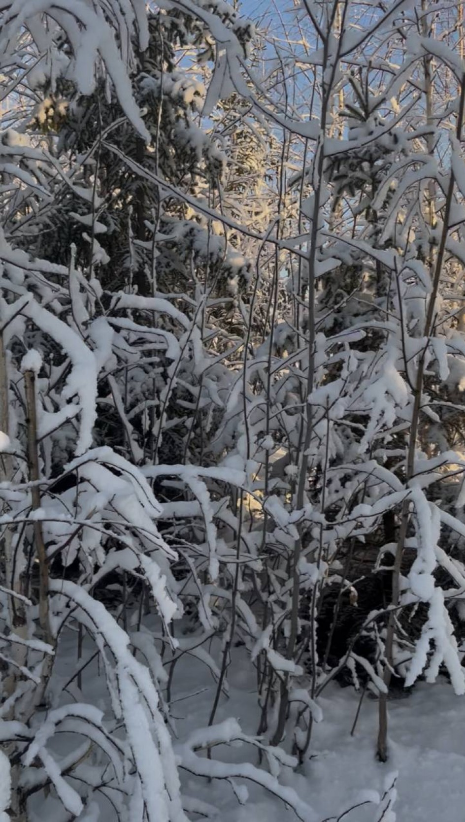 Зимнее утро