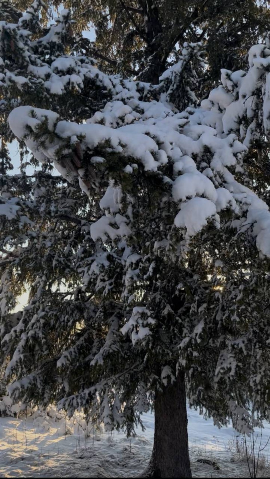 Снежное дерево