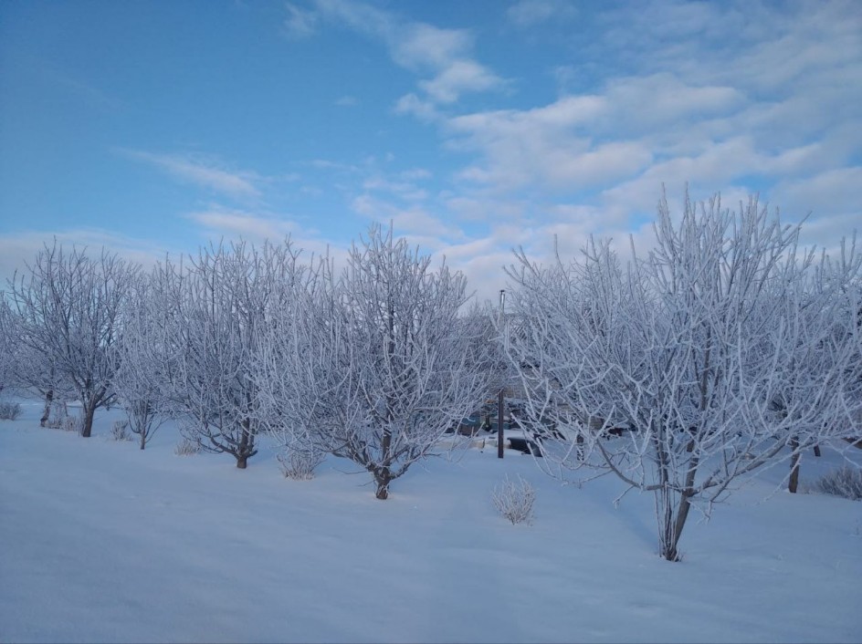 "Снежное кружево ветвей"