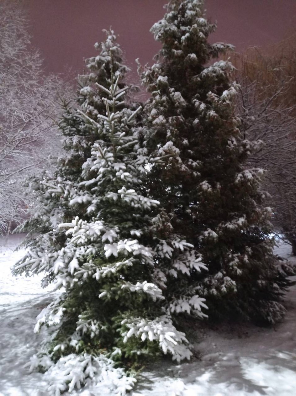 После снегопада. Ёлочки на школьном дворе.