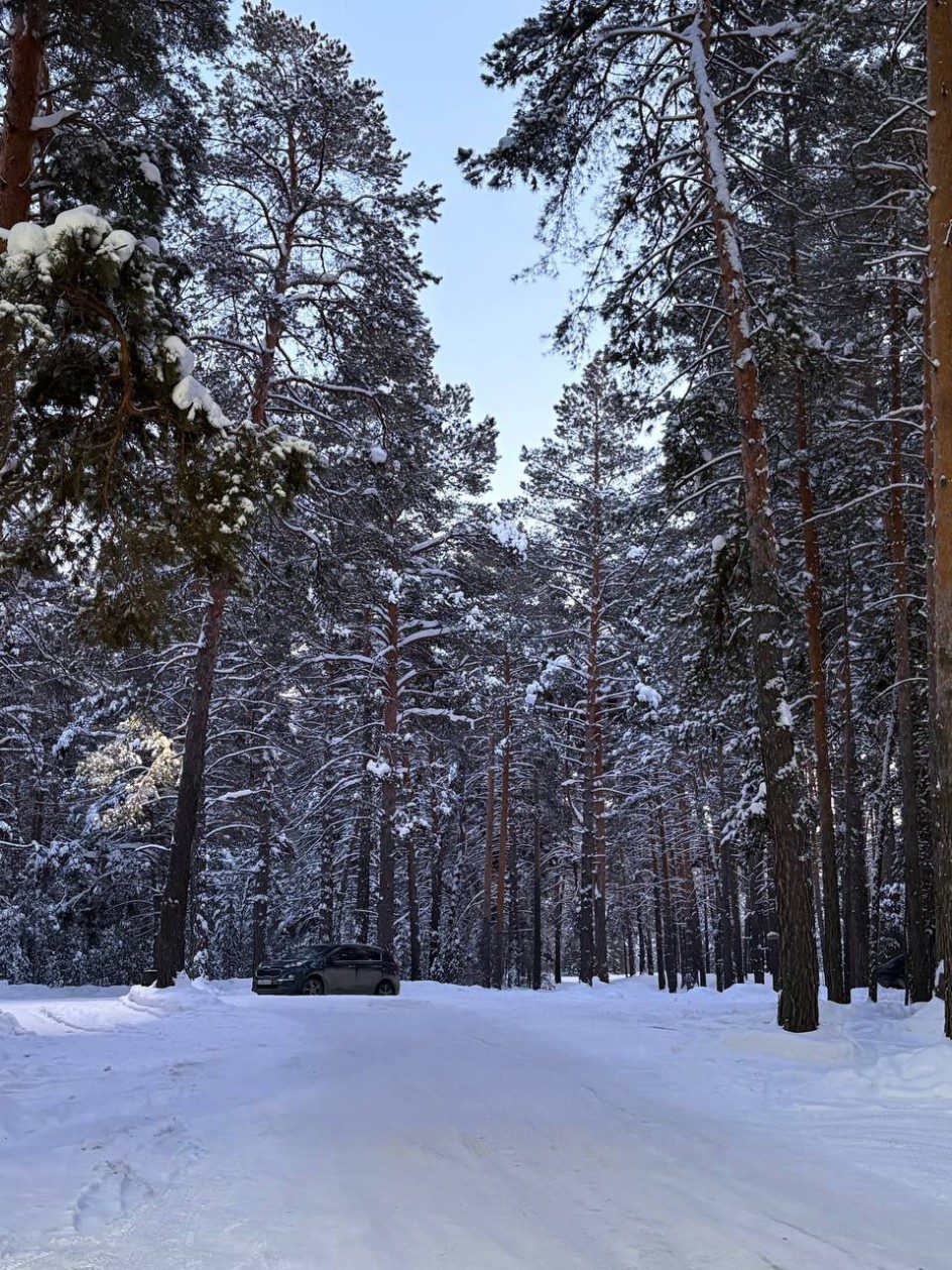 В зимнем лесу