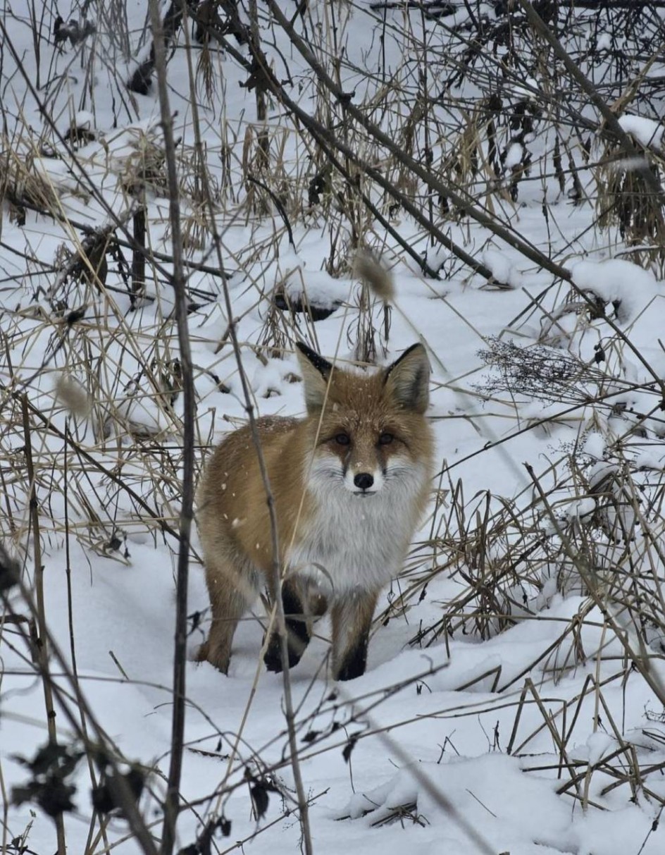 Красавица лиса!