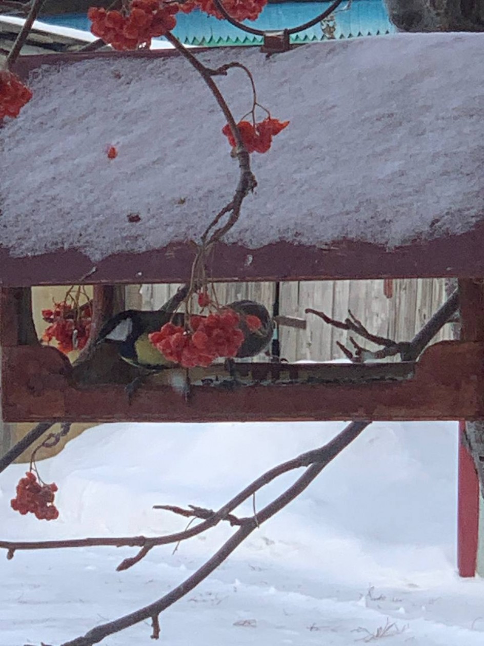 Птичья столовая