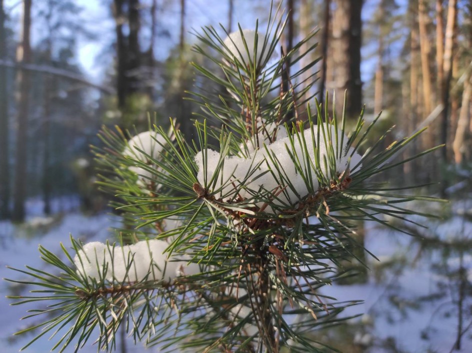 Зимняя прогулка