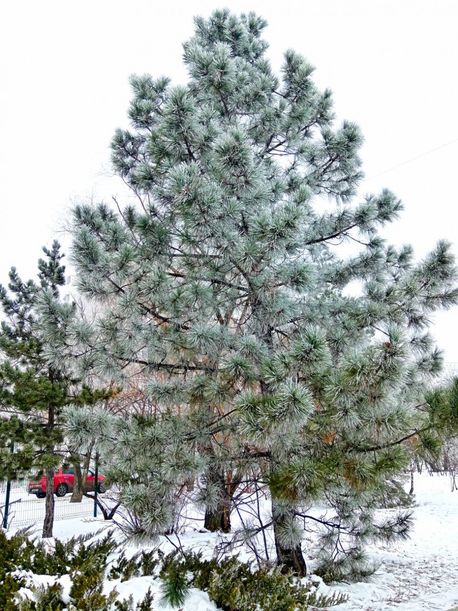 "Деревья в серебре"