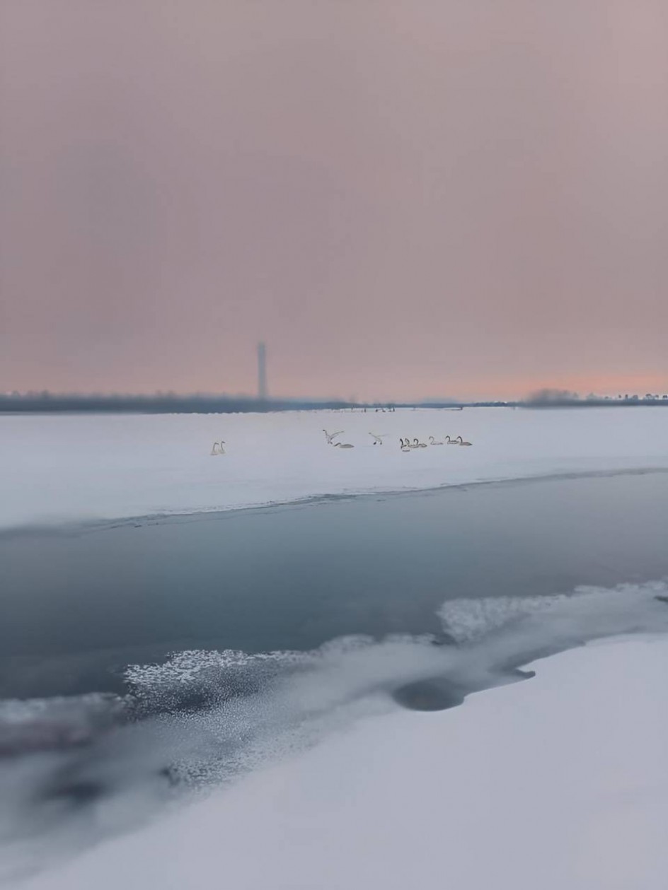 "Зимние приключения пернатых "