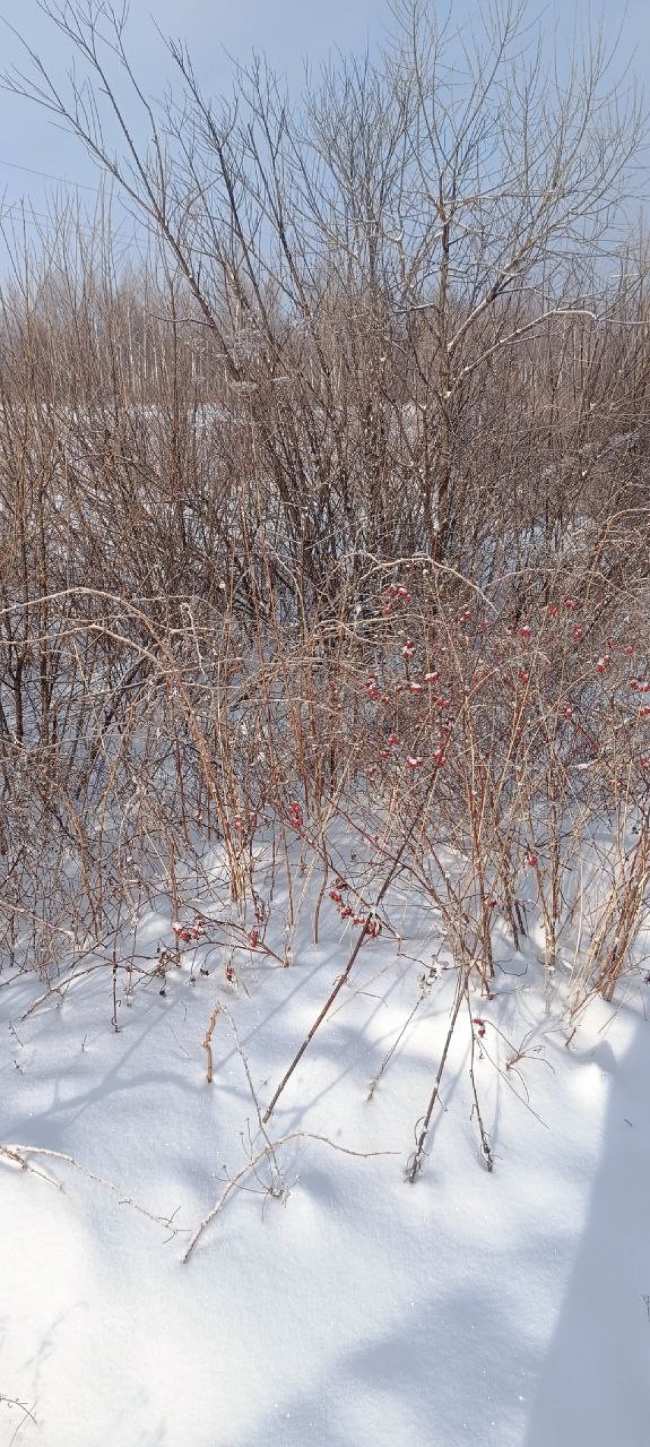 Огоньки на ветках