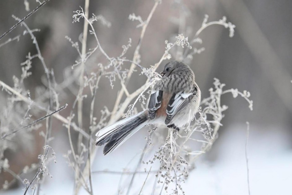 Зимний гость!