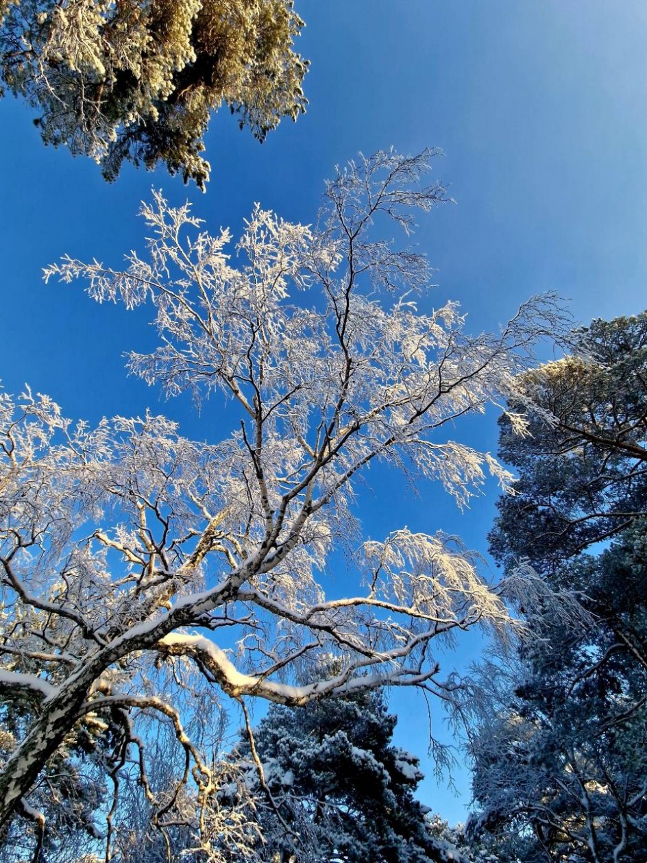 "Заснеженные кроны"