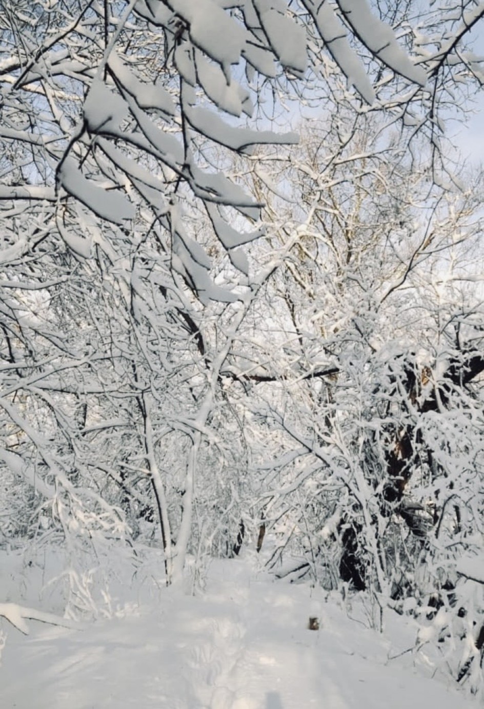«Сказка зимнего леса».