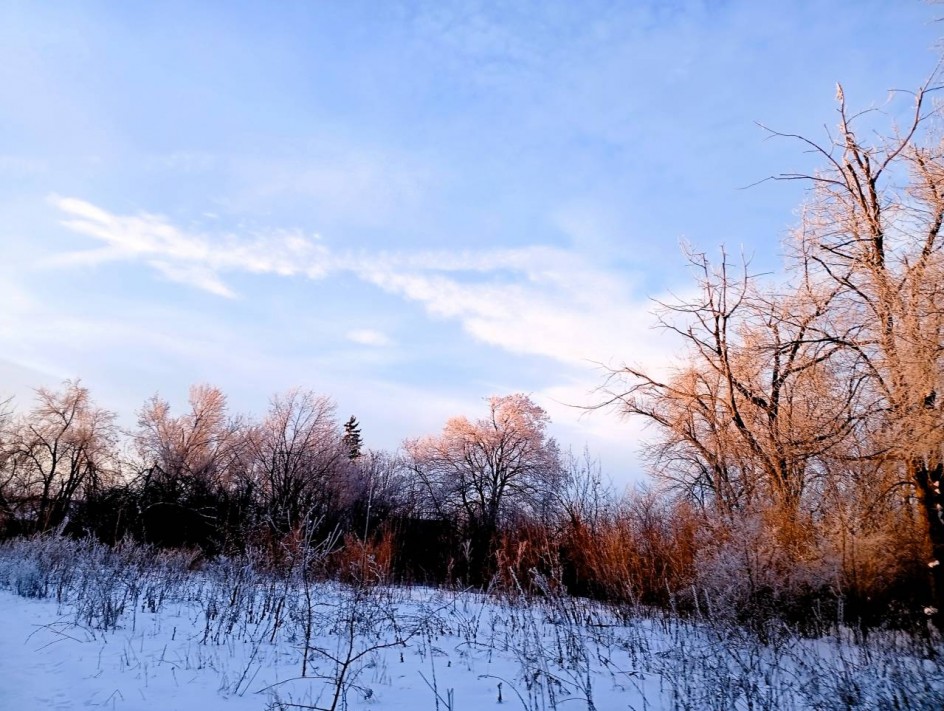 У леса на опушке