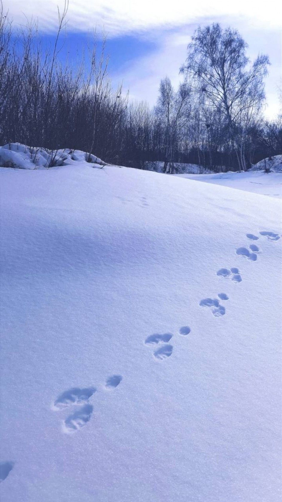 Заячьи следы