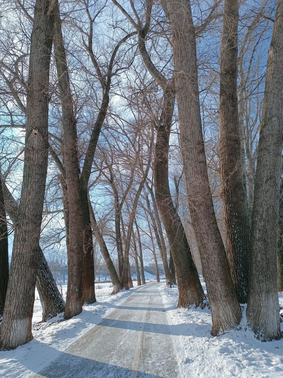 "Зимняя аллея"