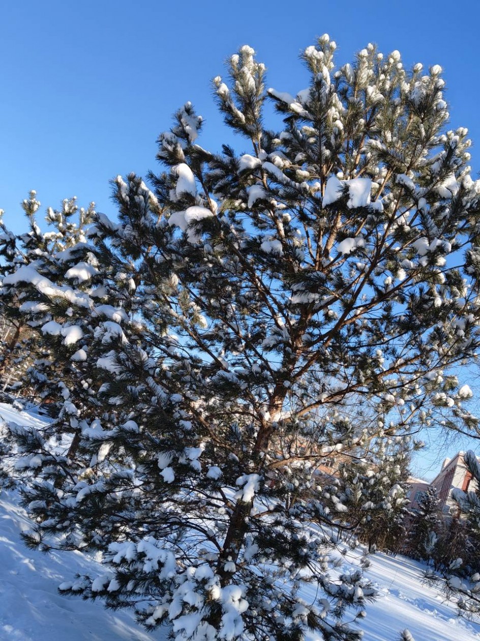 Чудесная зима