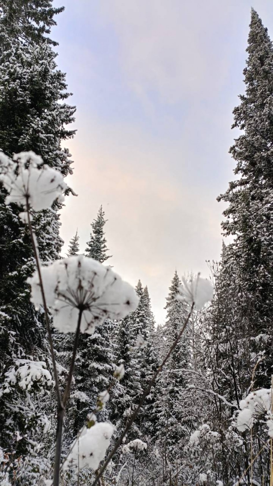 Зимний одуванчик