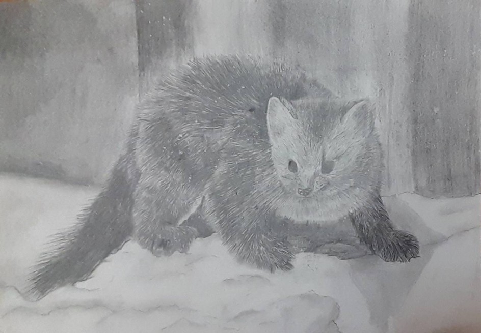 Русский соболь, мех пушистый, теплый, темно-золотистый