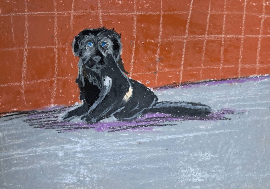 Чёрная собака у стены