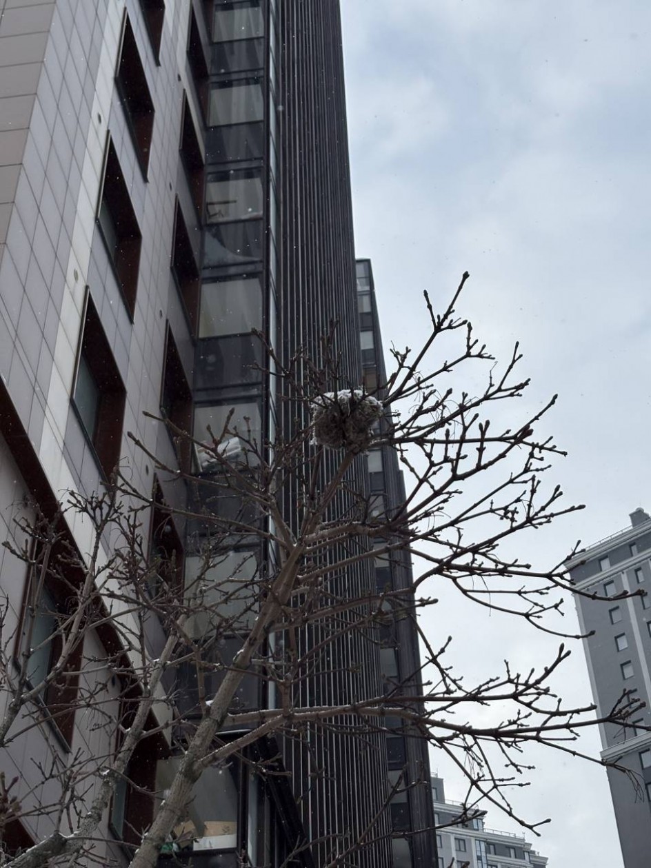 «Зимнее гнездо: ожидание весны»