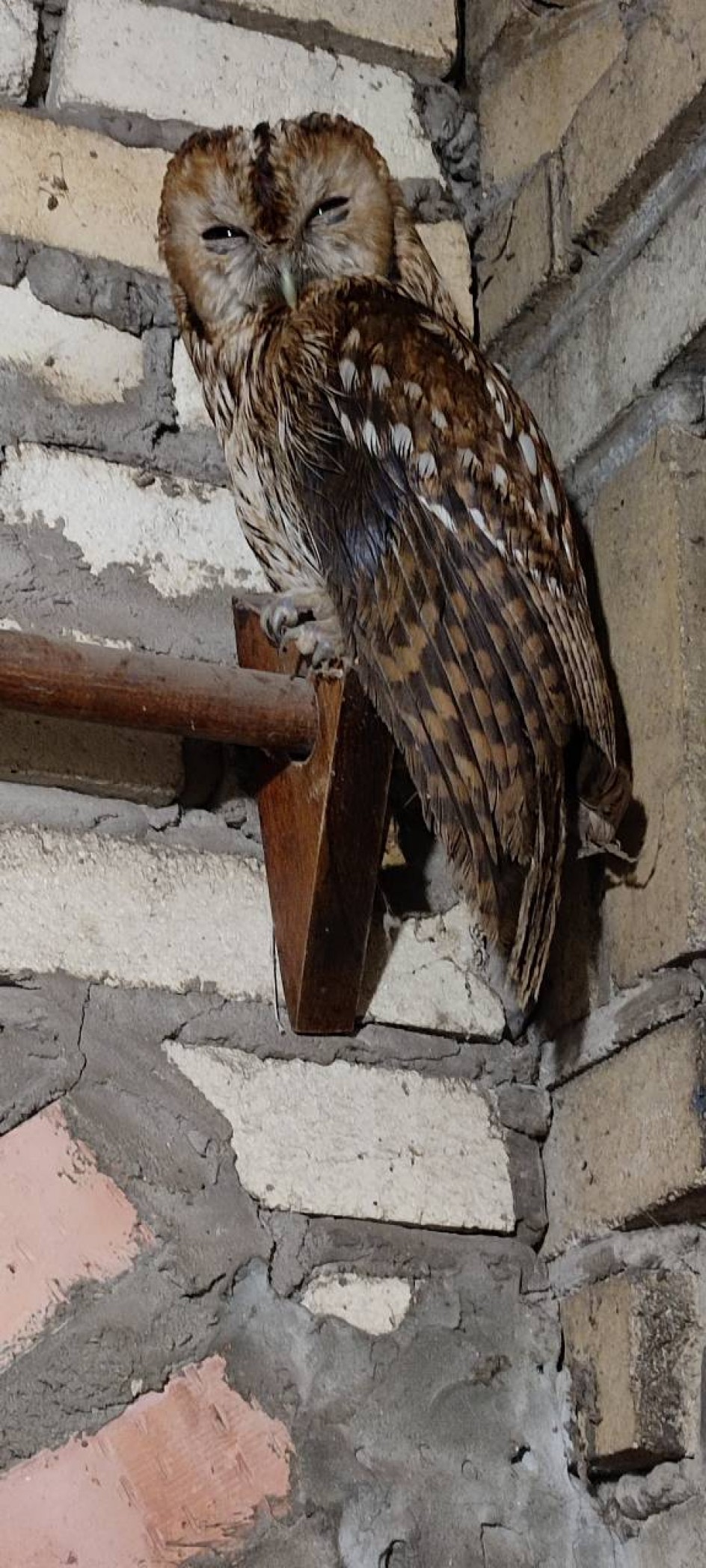 Наш пит омец - обыкновенная неясыть